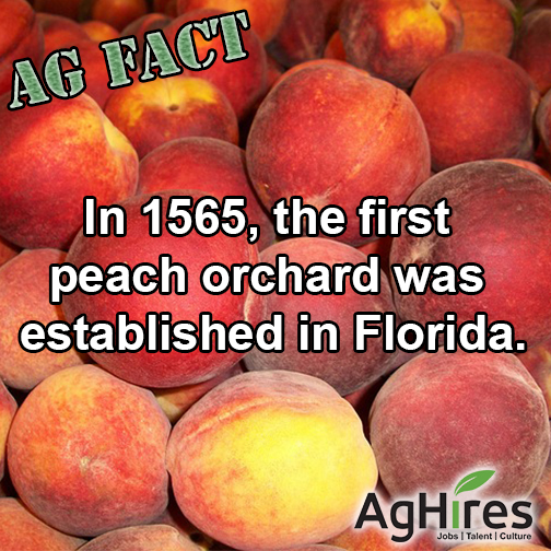 First Peach Orchard Established in Florida in 1865